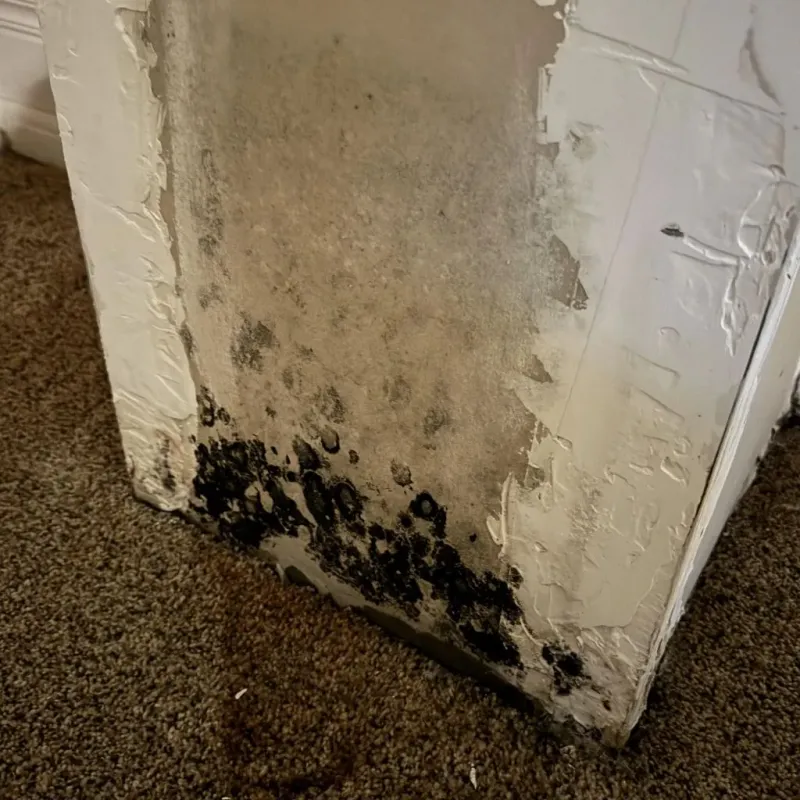 Professional Mold Removal in Preston, IA